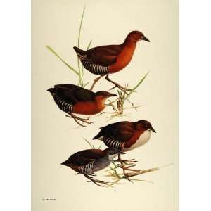  1984 Print South America Birds Whitethroated Crakes Artist 