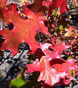 Shumard Red Oak, Quercus shumardii, Tree Seeds (Acorns) Fall Colors 
