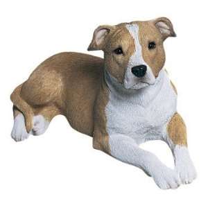  Mid Size Pit Bull Terrier, Uc, Fawn/white 