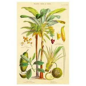 Plants used as food by William Rhind 13x20  Kitchen 