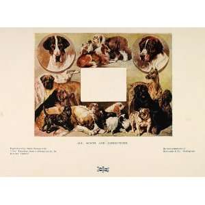 1901 Print Dogs Bulldog Scottie Collie Borzoi Bernard   Original Print