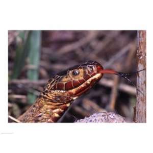  Red bellied Water Snake 24.00 x 18.00 Poster Print
