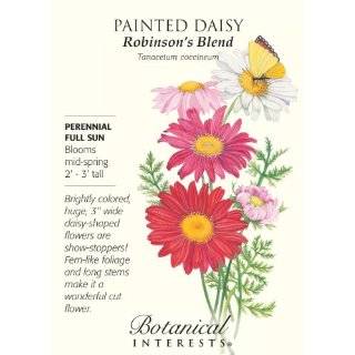   Painted Daisy   4 Plants   Robinsons Mix Patio, Lawn & Garden