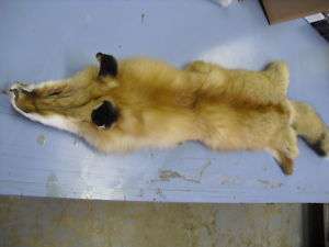 Red Fox, tubed hide, 45 in. long, soft tanned  