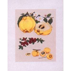  Quince Apples Poster Print