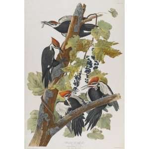   John James Audubon   24 x 36 inches   Pileated Woodpecker 1 Home