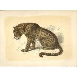   The Panther 1860 Coloured Engraving Sepia Style Cats
