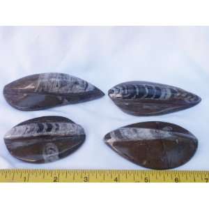   of 4 Carved and Polished Orthoclase Fossils, 9.23.11 