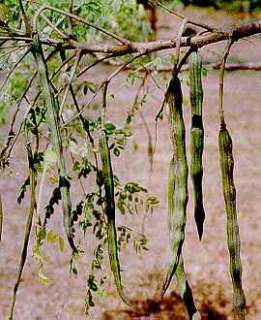 Moringa oleifera   multipurpose wonder tree   5 seeds  