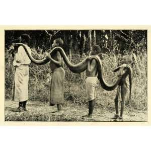 1907 Print Boa Constrictor Ukerewe Island Congo Africa Cannibals Snake 