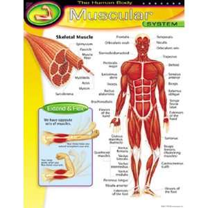  Chart Muscular System: Office Products