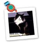 3dRose LLC Cats   Tuxedo Cat   Quilt Squares