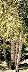 Quaking Aspen Tree (Populus) 4 5ft. Fast Growing Ornamental Shade Home 