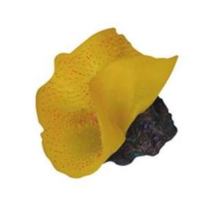  Marineland Elephant Ear Mushroom Yellow