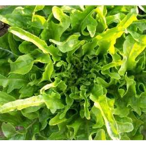  Oakleaf Lettuce Seed Packs Patio, Lawn & Garden