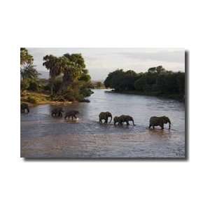 Elephant Matriarch Samburu National Reserve Kenya Giclee Print:  