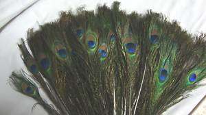 100 ARTS & CRAFTS ~ PEACOCK FEATHER EYE STEMS 10 12  