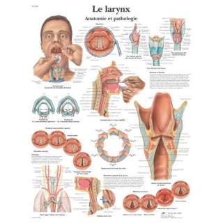 Anatomische Lehrtafel Le larynx   Anatomie et pathologie  