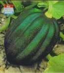Squash Winter ~Table King Acorn Bush~ Vegetable Seeds  