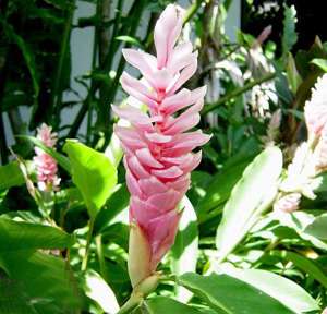   Rhizomes ALPINIA PURPURATA Pink Ginger Plant +Phyto Cer