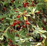 Autumn Olive Flowering Berry Shrub 