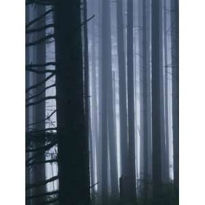 Douglas fir forest, Gifford Pinchot National Forest, Washington, USA 
