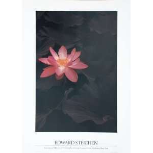 Lotus: Edward Steichen. 20.00 inches by 28.00 inches. Best Quality Art 