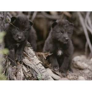  Two Juvenile Gray Wolves, Canis Lupus, Explore Around 