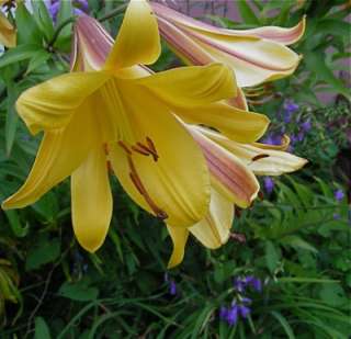 Lily Bulb GOLDEN SPLENDOR Fragrant Flowers,6TALL PLANT  