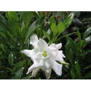  Radicans Dwarf Gardenia Shrubs (2 to 3 Year Plants) 12 16 