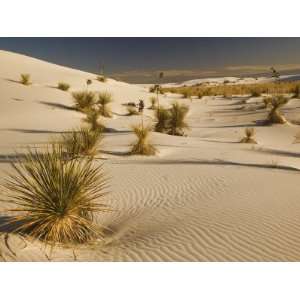  Yucca Plants on Gypsum Sand Dunes at Dusk, White Sands 