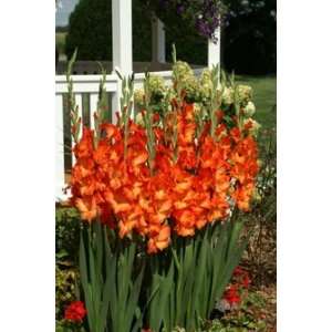  10 Sun Kissed Gladiolus Bulbs 12 14 cm Size Bulbs: Patio 