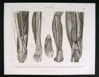 1874 Print   Human Anatomy Leg Feet Toe Muscles Bones  