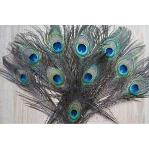  peacock tail feathers / big eyes of peacock feathers 