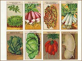 144 Vintage French Flower & Veg Seed Labels All Difnt  
