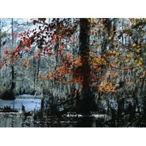  Red Maple and Bald Cypress Trees with Spanish Moss 