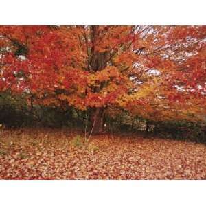  A Maple Tree Slowly Sheds a Carpet of Bright Orange Leaves 