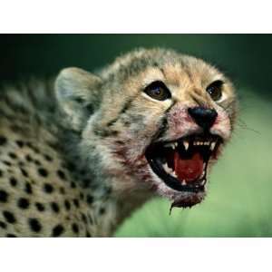  An African Cheetah Cub Shows Features of a Hunter Built 